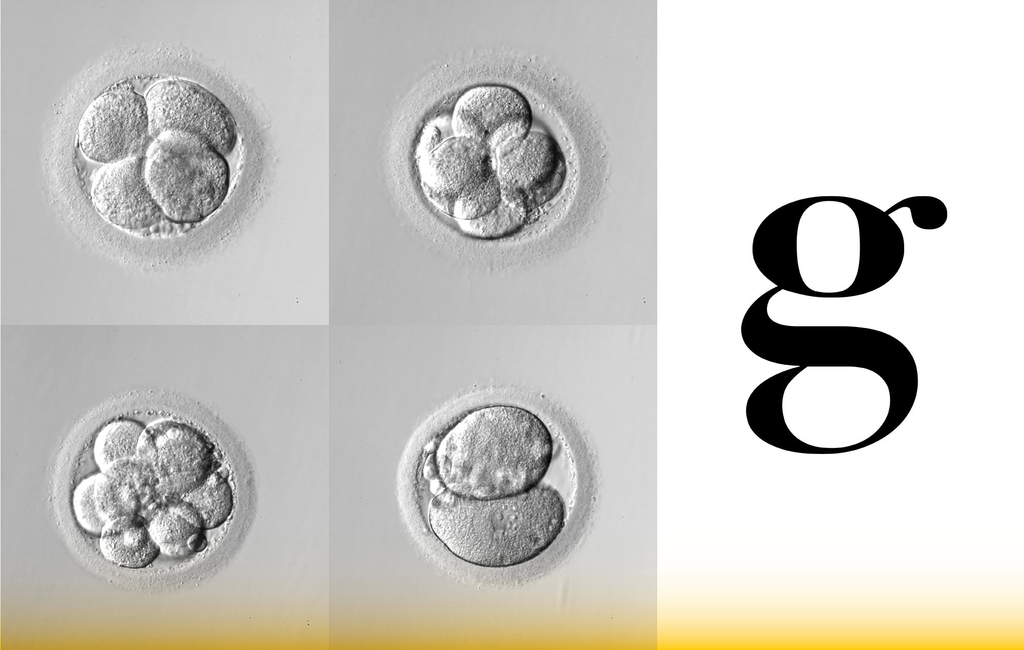 genea-branding-logo3